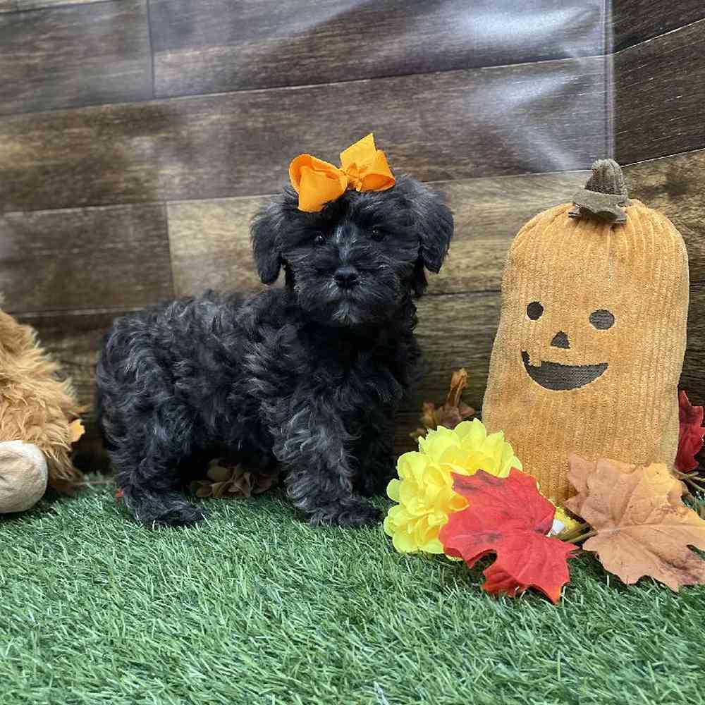Female Schnoodle Puppy for Sale in Braintree, MA