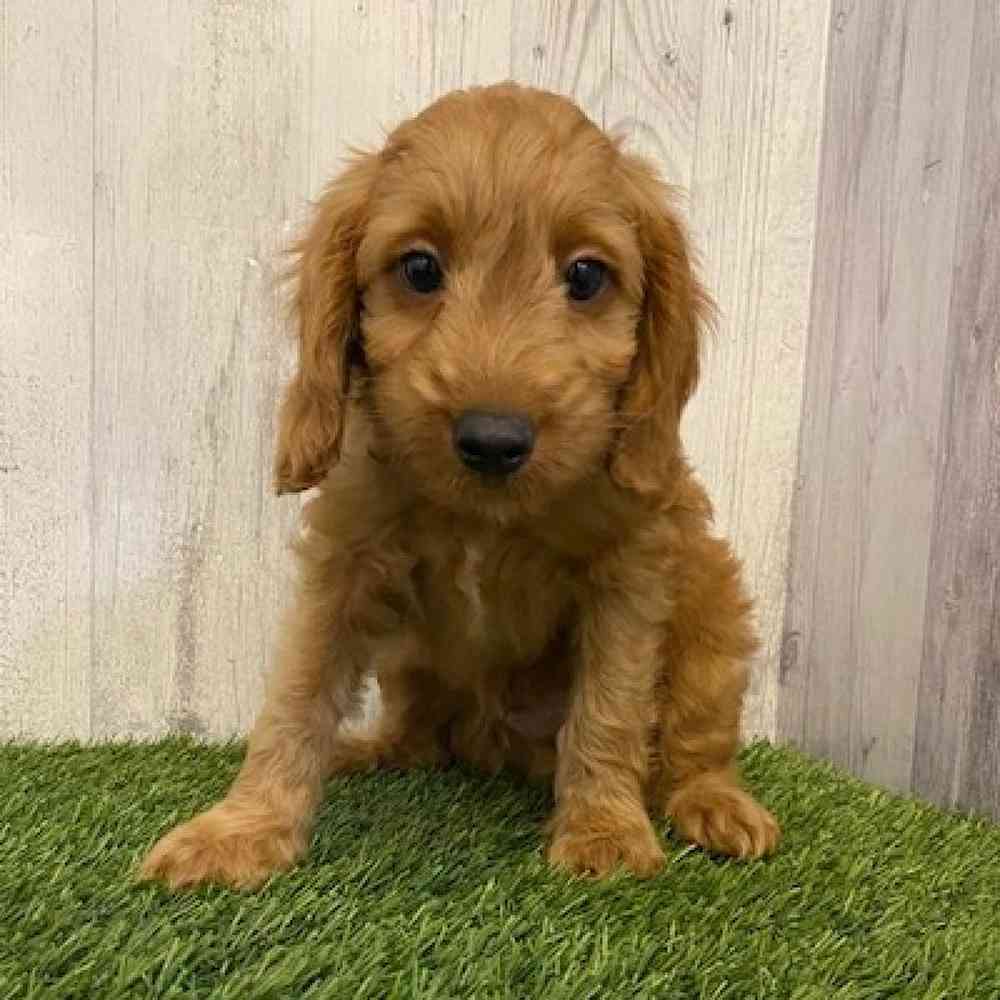 Male Mini Goldendoodle Puppy for sale