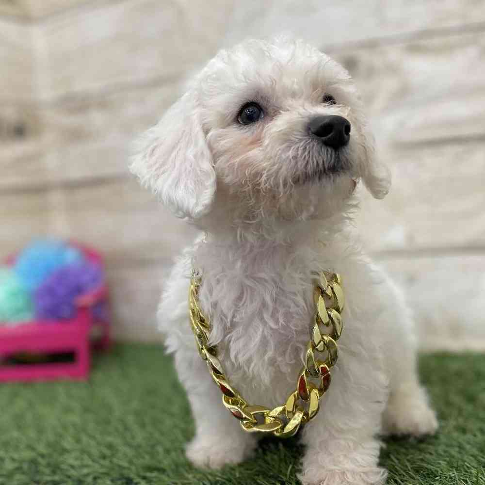 Male Bichon Frise Puppy for Sale in Braintree, MA