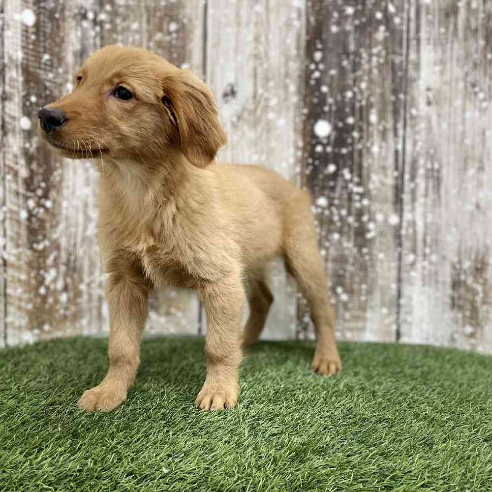 Female Golden Retriever Puppy for Sale in Braintree, MA