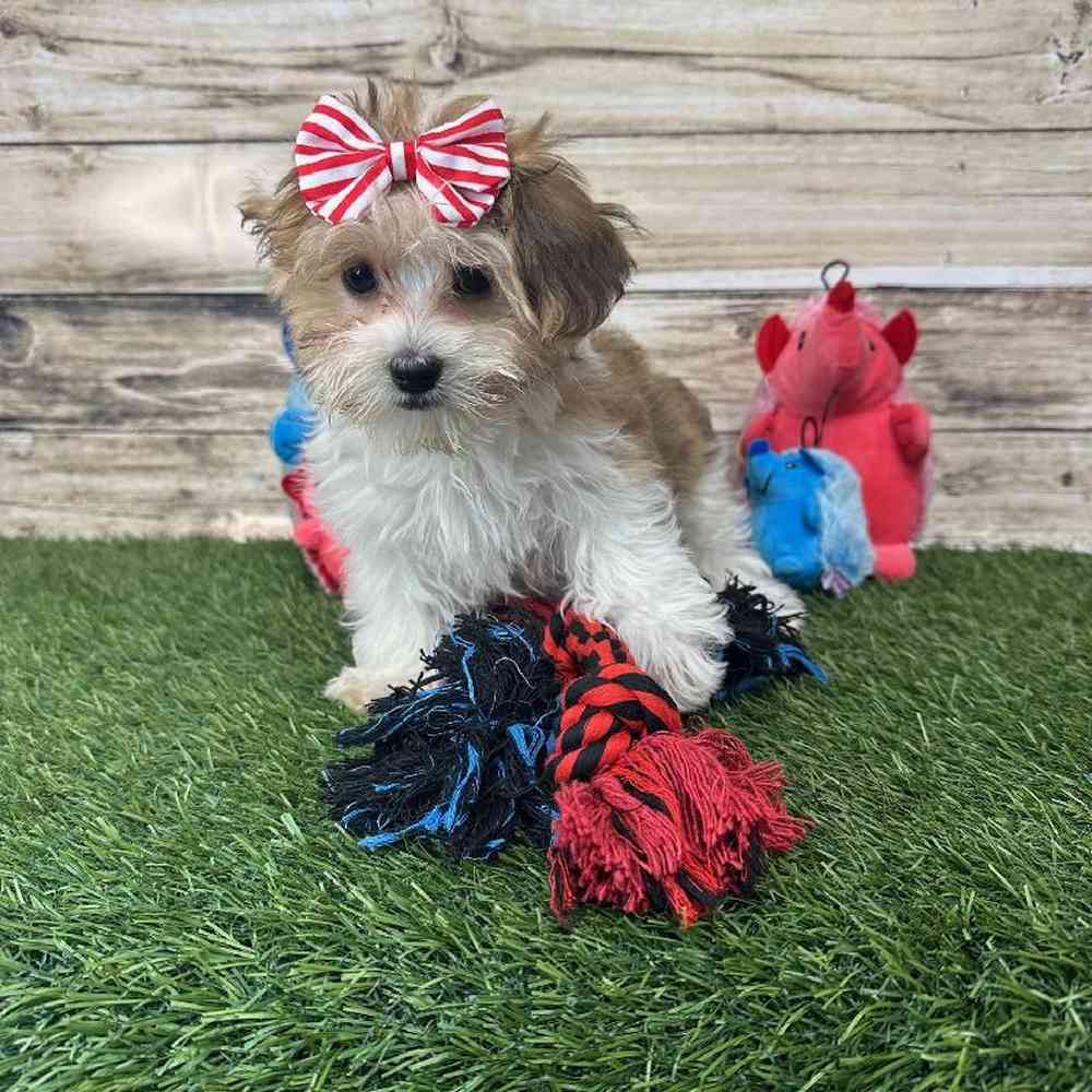 Female Havamalt Puppy for Sale in Saugus, MA