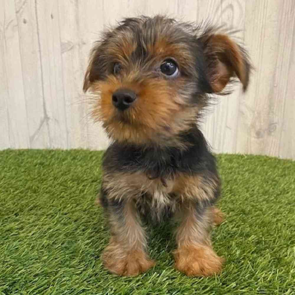 Male Yorkshire Terrier Puppy for sale