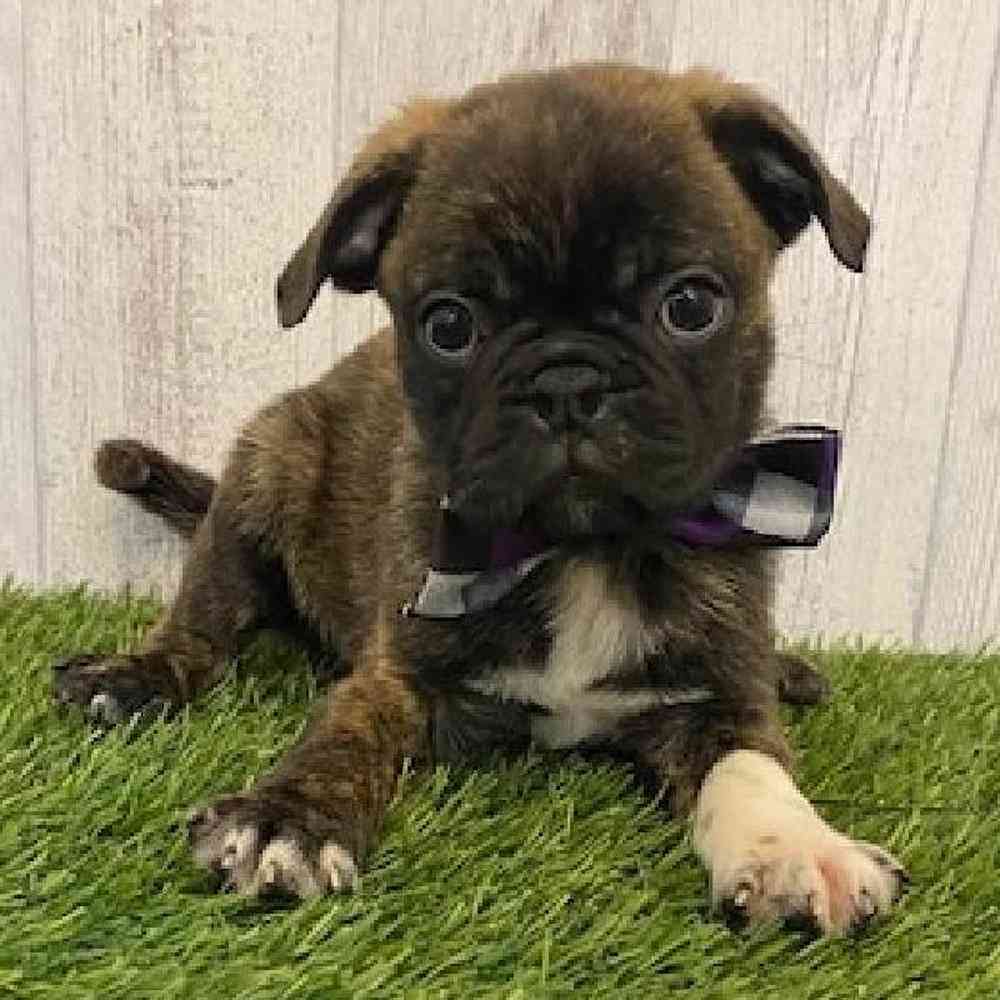 Male Bugg Puppy for sale