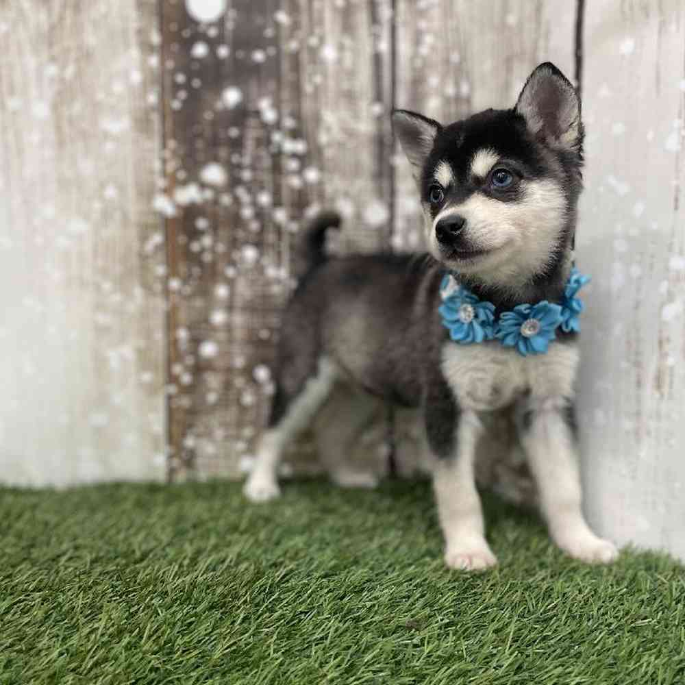 Female Alaskan Klee Kai Puppy for Sale in Braintree, MA