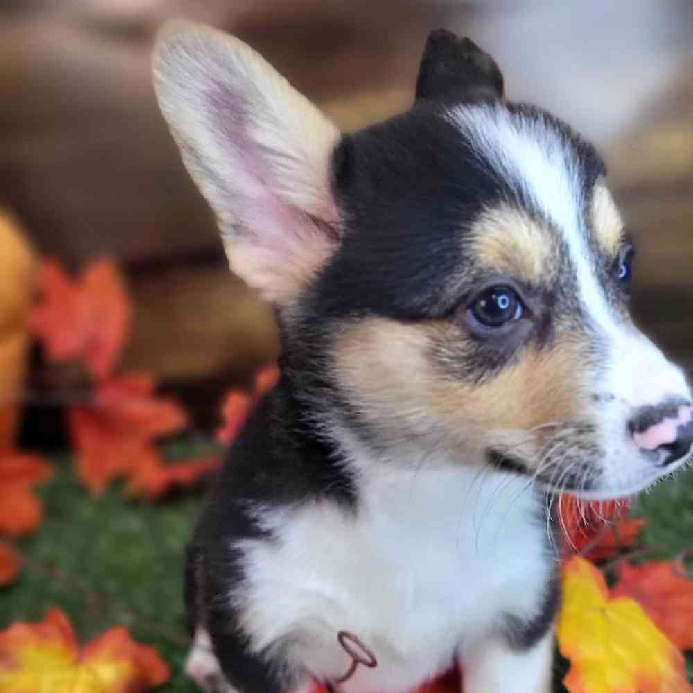 Male Pembroke Welsh Corgi Puppy for Sale in Saugus, MA