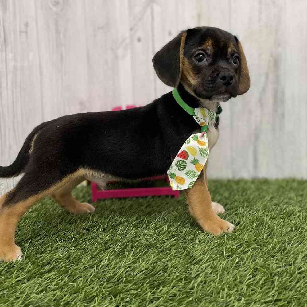 Male Puggle Puppy for Sale in Braintree, MA