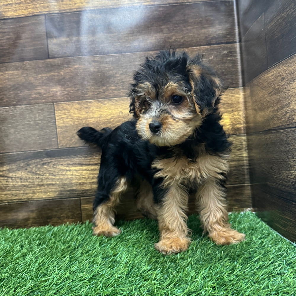 Female Yorkie-Poo Puppy for Sale in Braintree, MA