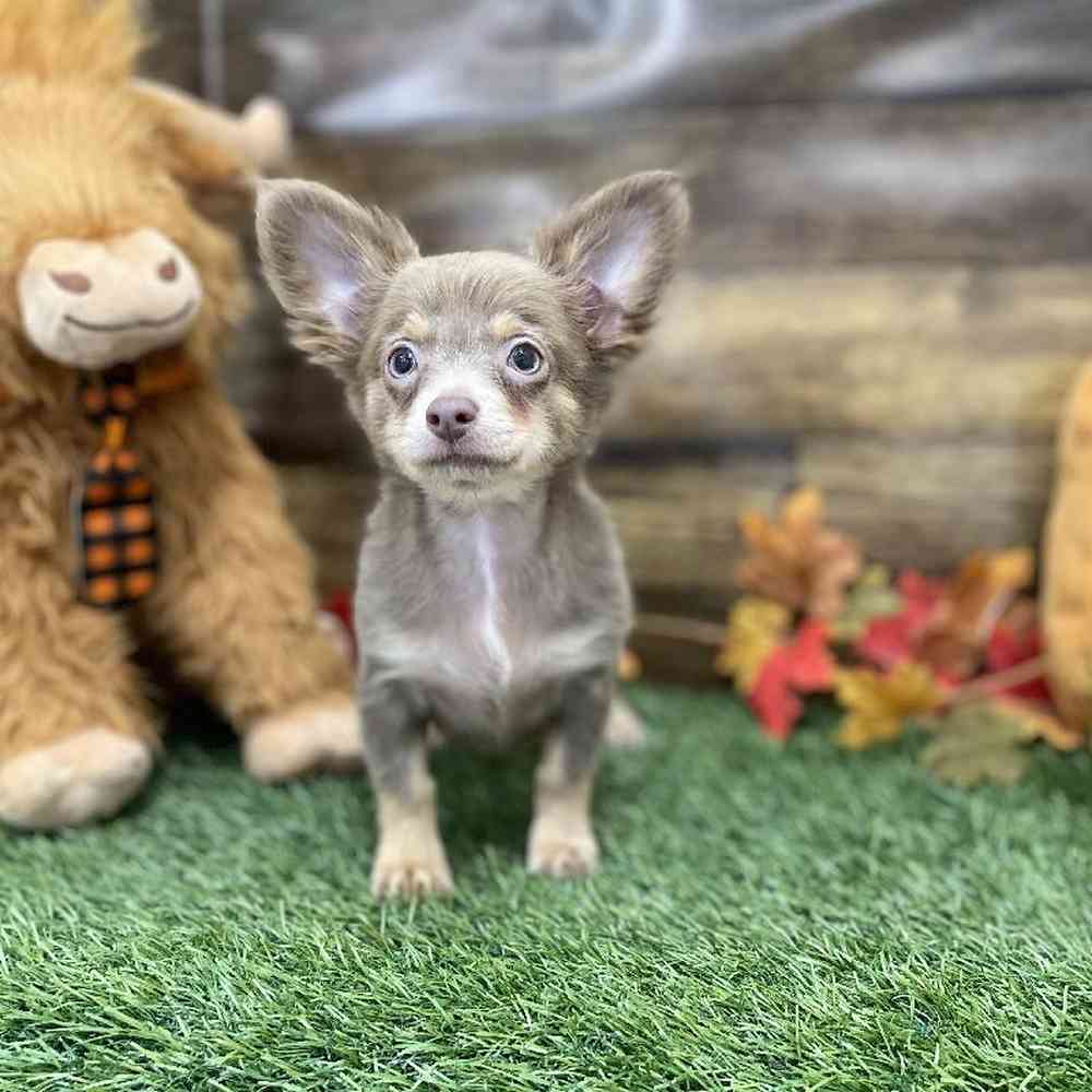 Male Chihuahua Puppy for Sale in Braintree, MA