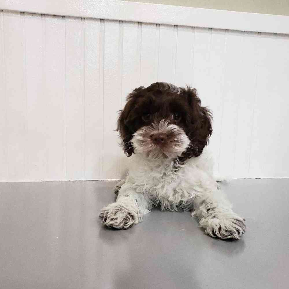 Female Cockapoo Puppy for sale