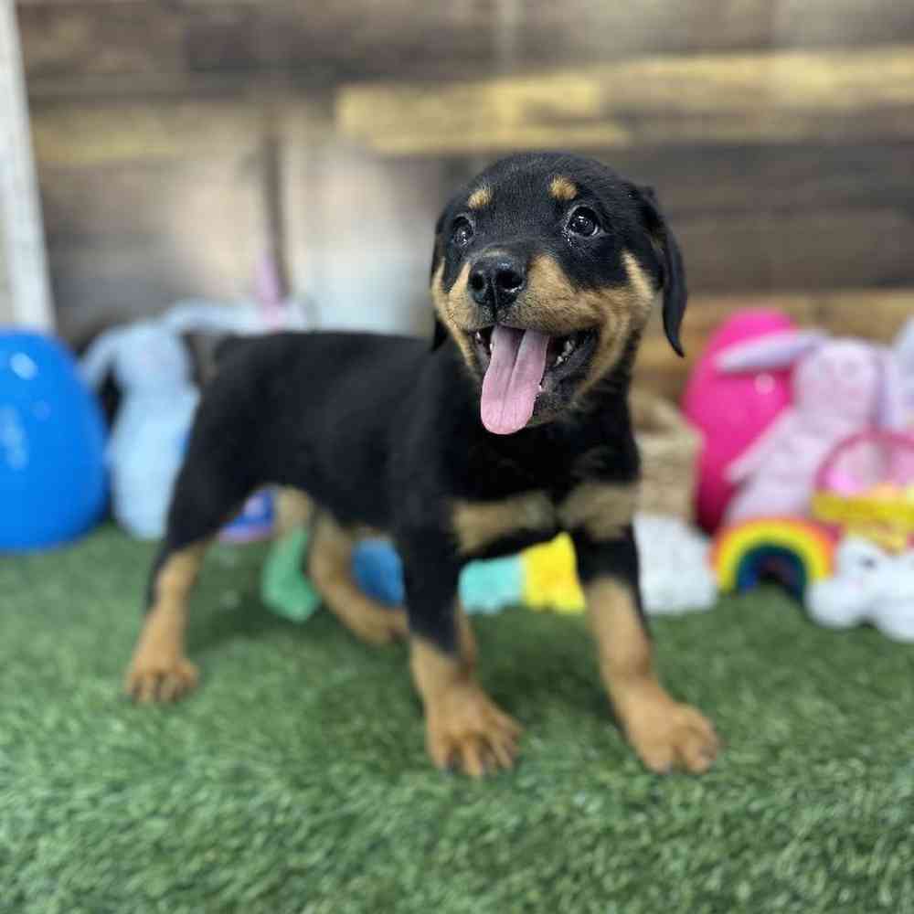 Female Rottweiler Puppy for Sale in Saugus, MA