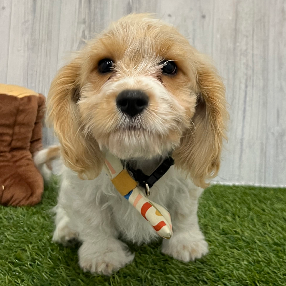 Male Cavachon Puppy for Sale in Braintree, MA