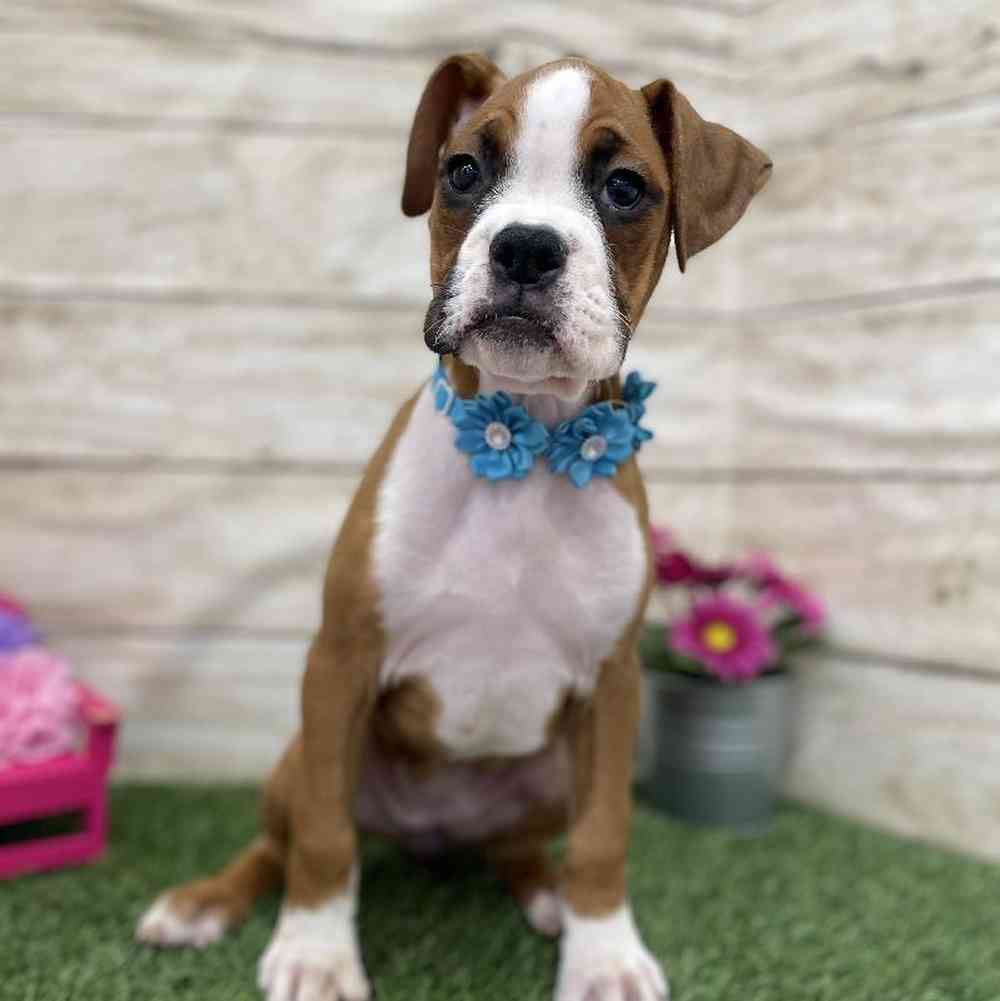 Female Boxer Puppy for Sale in Braintree, MA