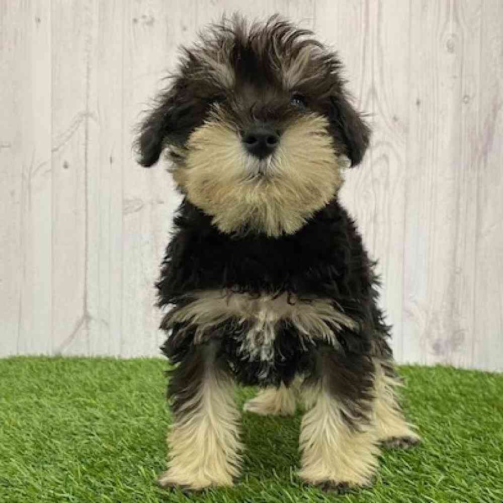 Male Miniature Schnauzer Puppy for Sale in Braintree, MA