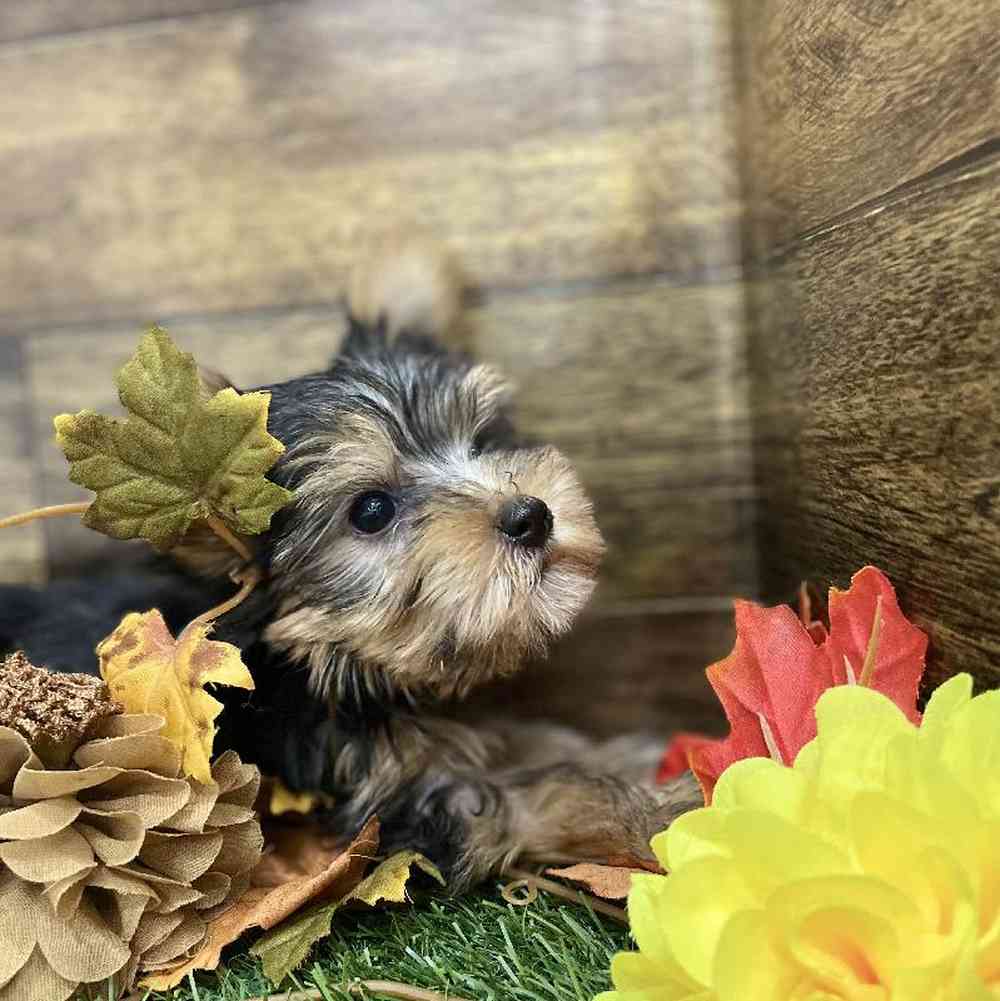 Male Yorkshire Terrier Puppy for Sale in Braintree, MA