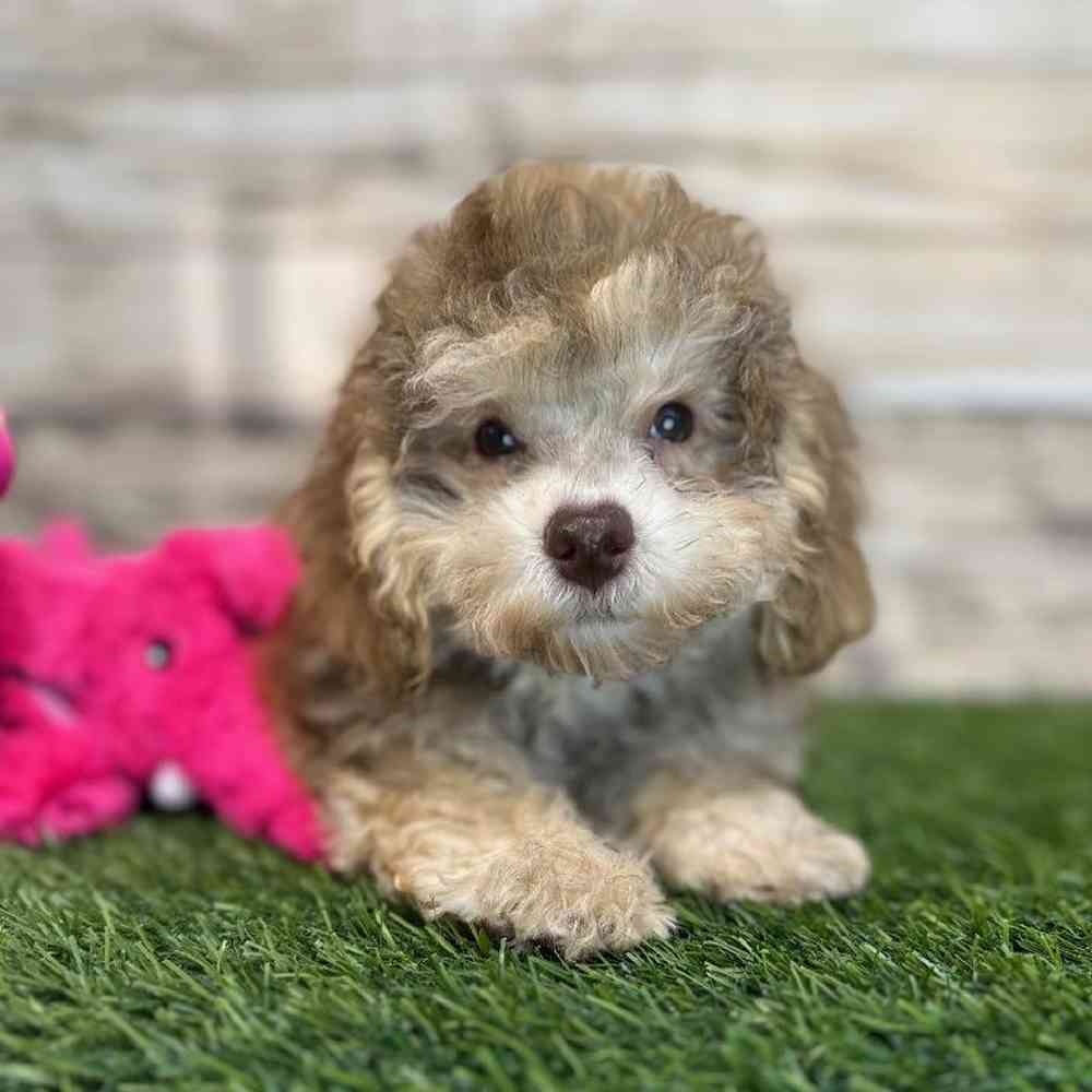 Female Mini NewfyPoo Puppy for Sale in Saugus, MA