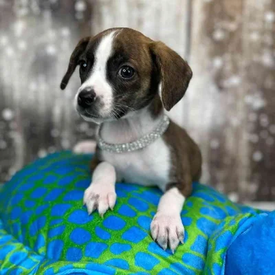 Female Boglen Terrier Puppy for Sale in Saugus, MA