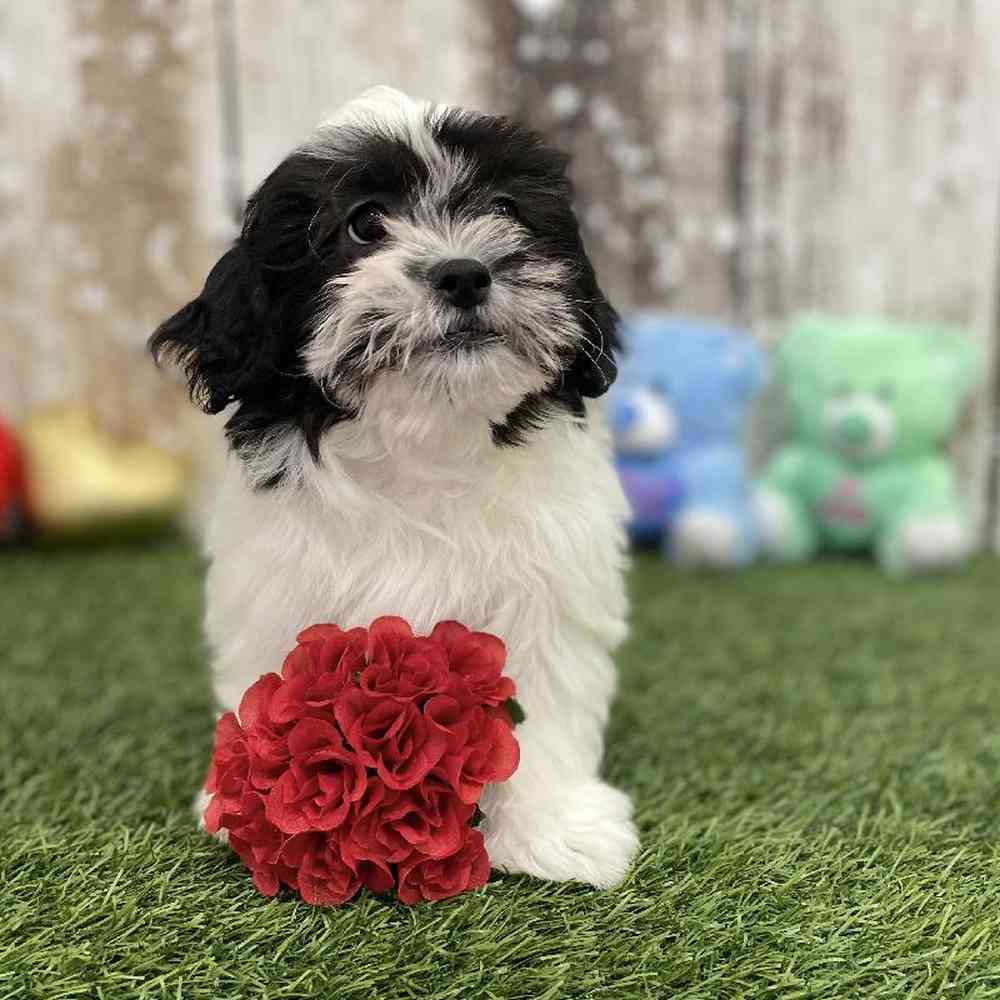Female Teddy Bear (Zuchon) Puppy for Sale in Braintree, MA