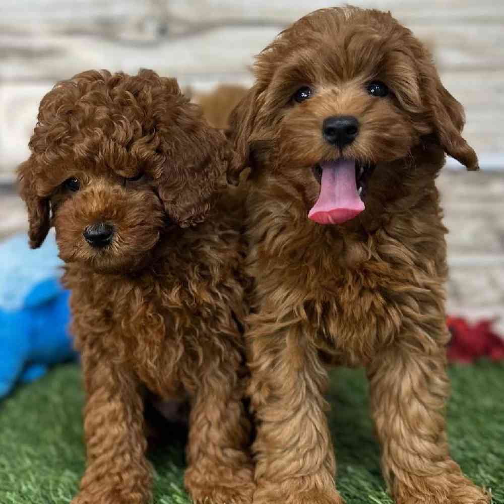 Male Mini Labradoodle 2nd Gen Puppy for Sale in Saugus, MA