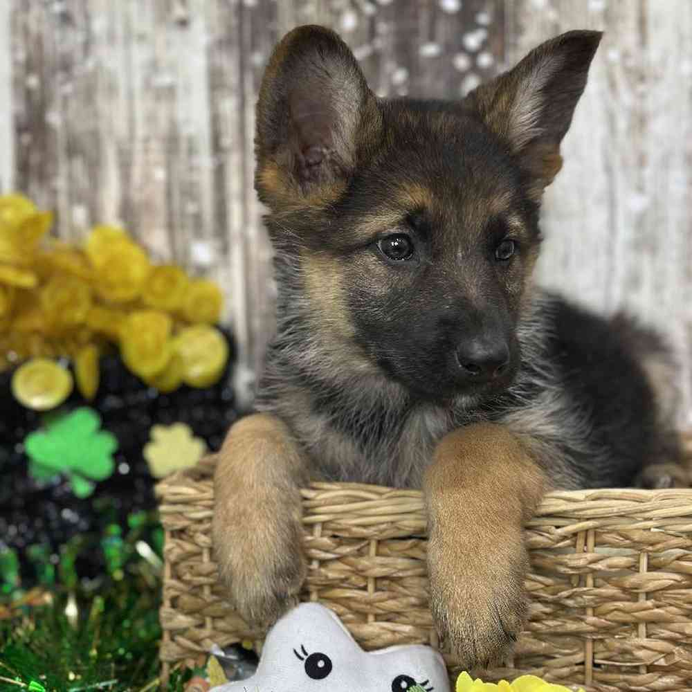 Female German Shepherd Dog Puppy for Sale in Saugus, MA