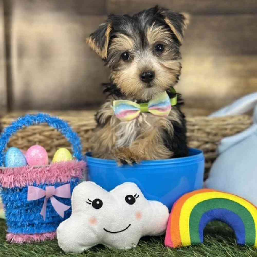 Male Yorkshire Terrier Puppy for Sale in Saugus, MA