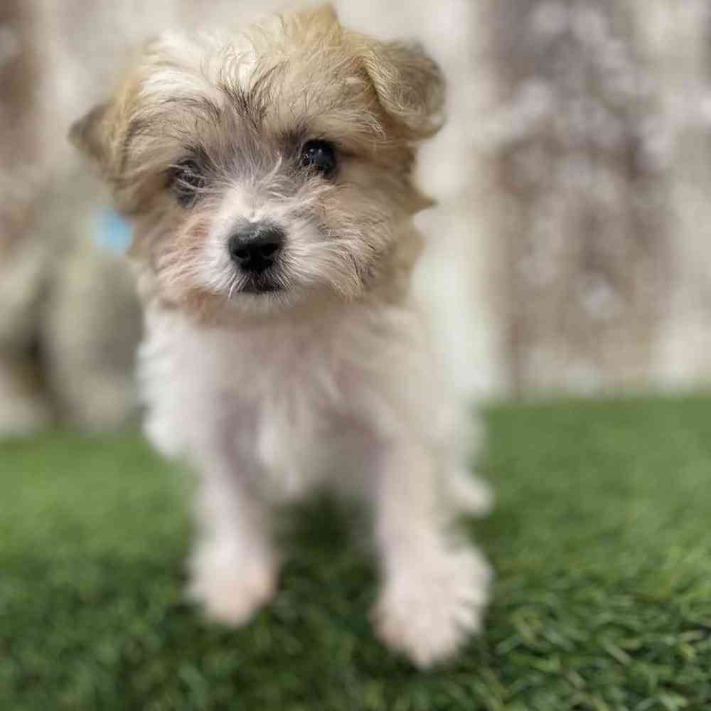 Male Yochon Puppy for Sale in Braintree, MA