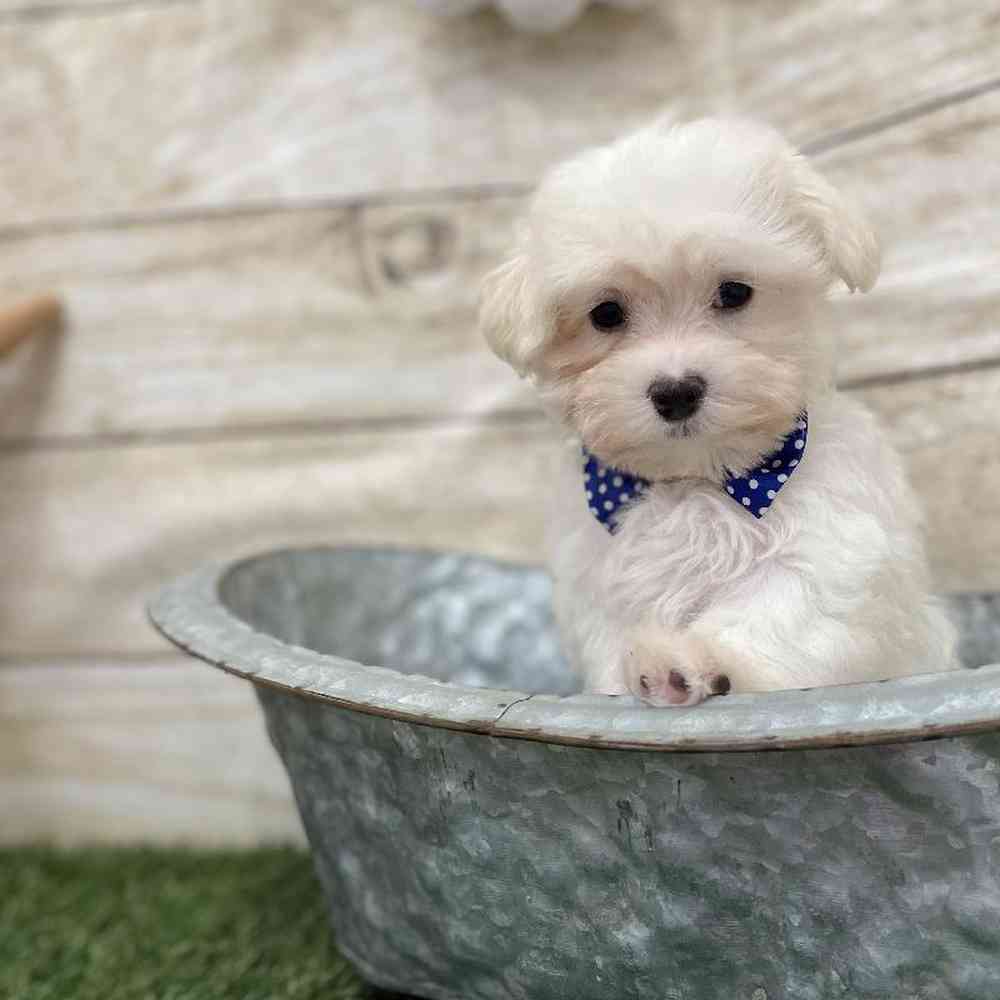 Male Maltese Puppy for Sale in Braintree, MA