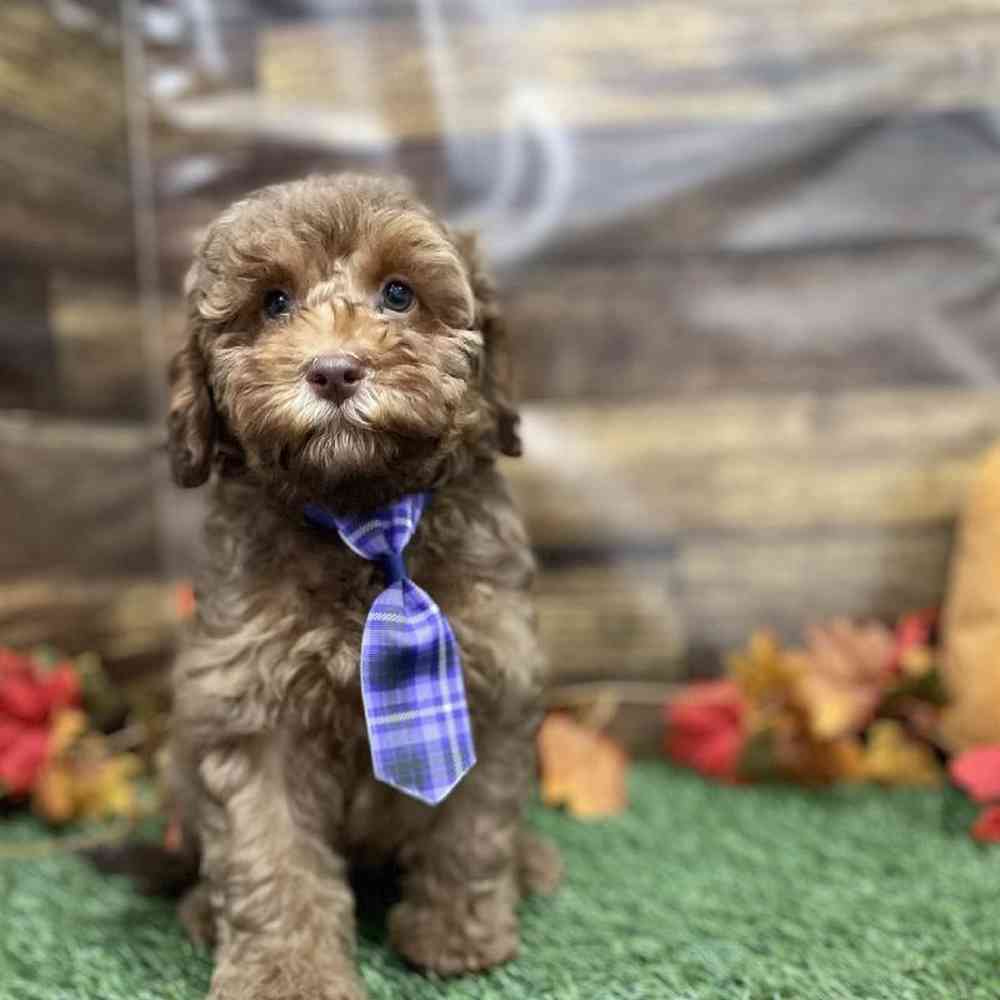 Male Cockapoo 2nd Gen Puppy for Sale in Braintree, MA