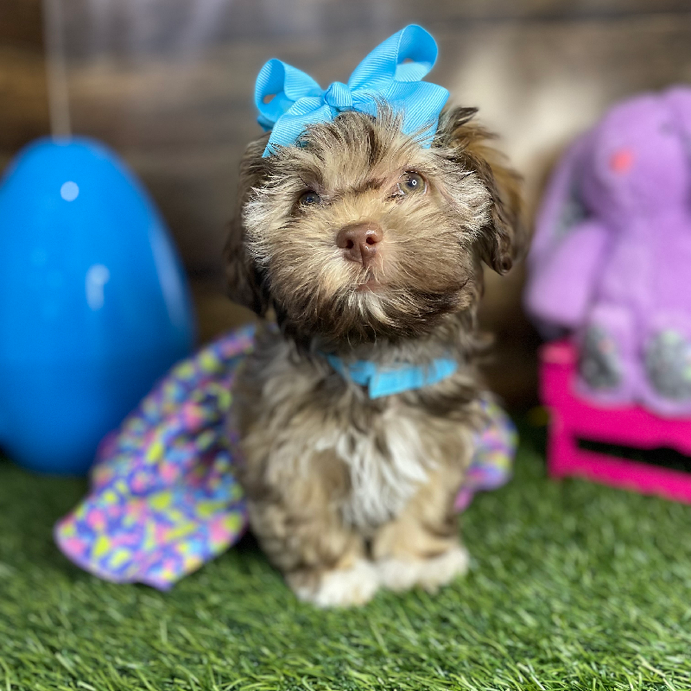 Female Havanese Puppy for Sale in Braintree, MA