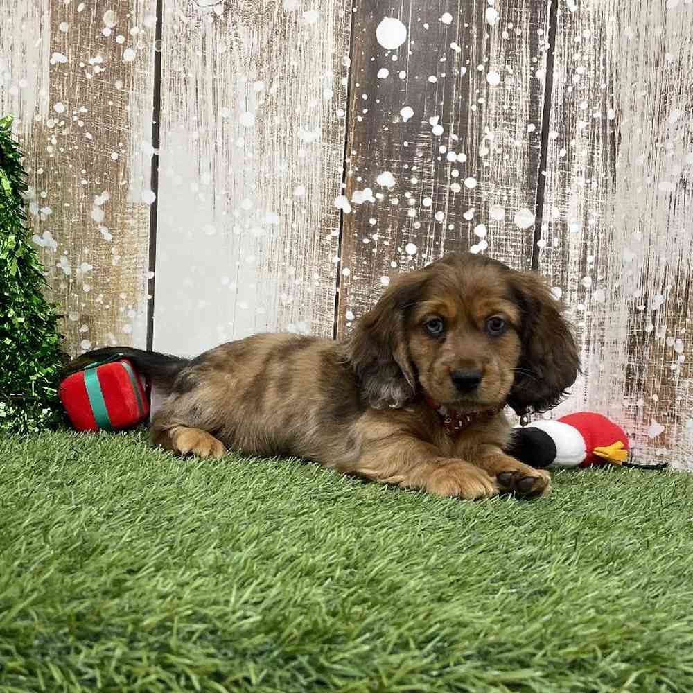 Male Docker Puppy for Sale in Braintree, MA
