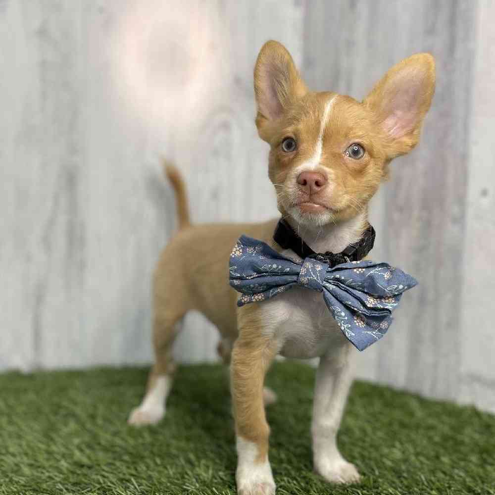 Male Chihuahua Puppy for sale