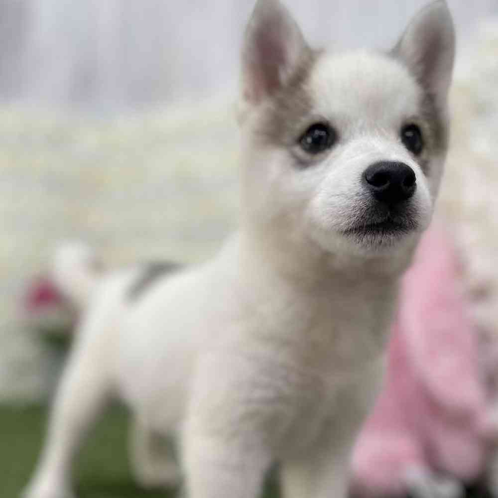 Male Alaskan Klee Kai Puppy for Sale in Braintree, MA