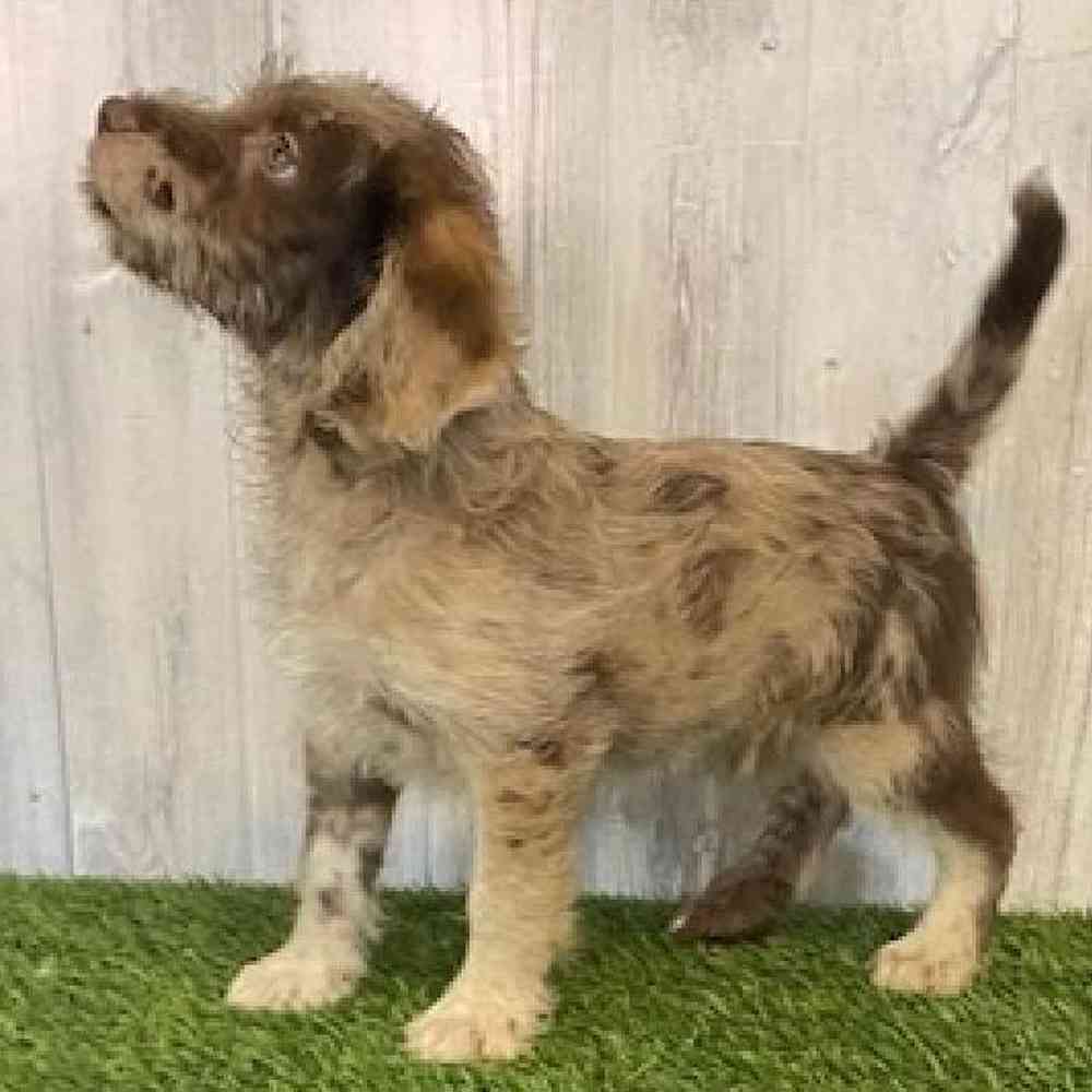 Male Mini Labradoodle Puppy for sale