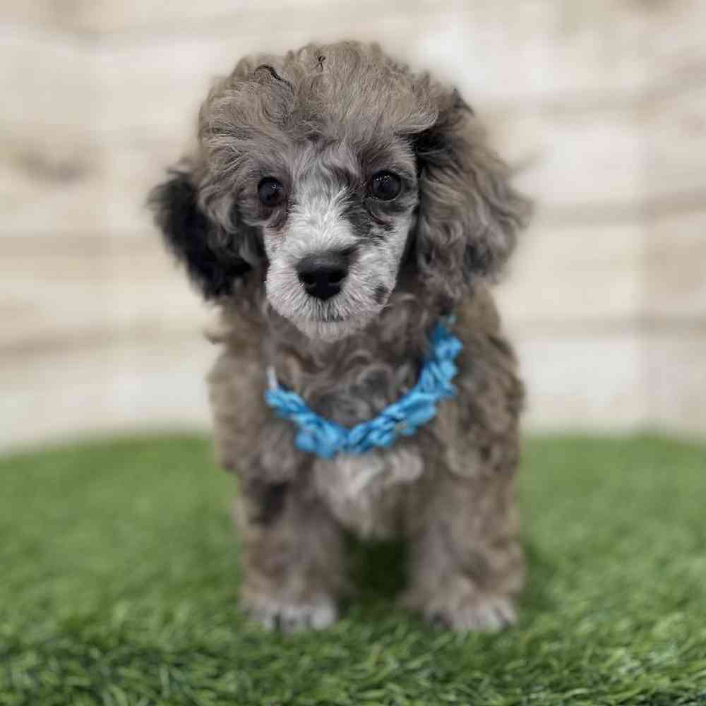 Female Poodle Toy Puppy for Sale in Braintree, MA