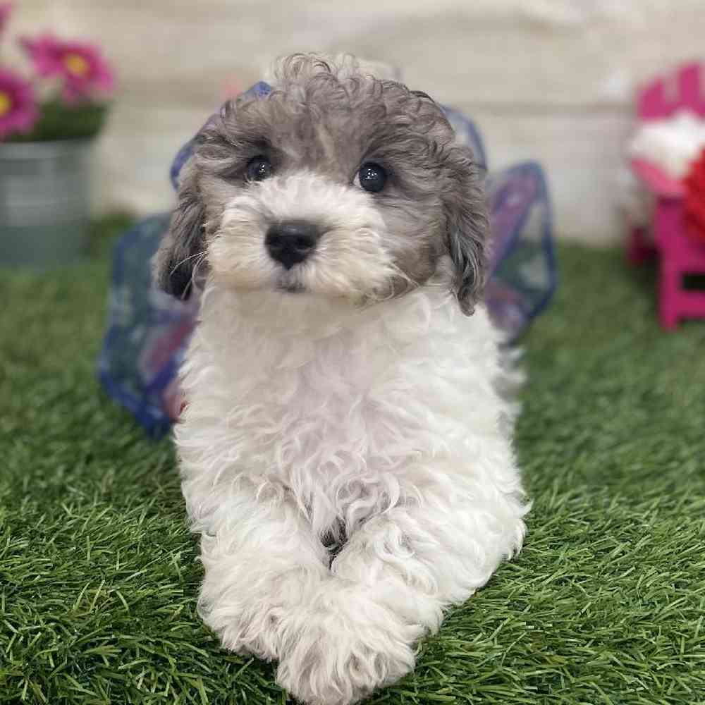 Female Bichon-Poodle Puppy for Sale in Braintree, MA