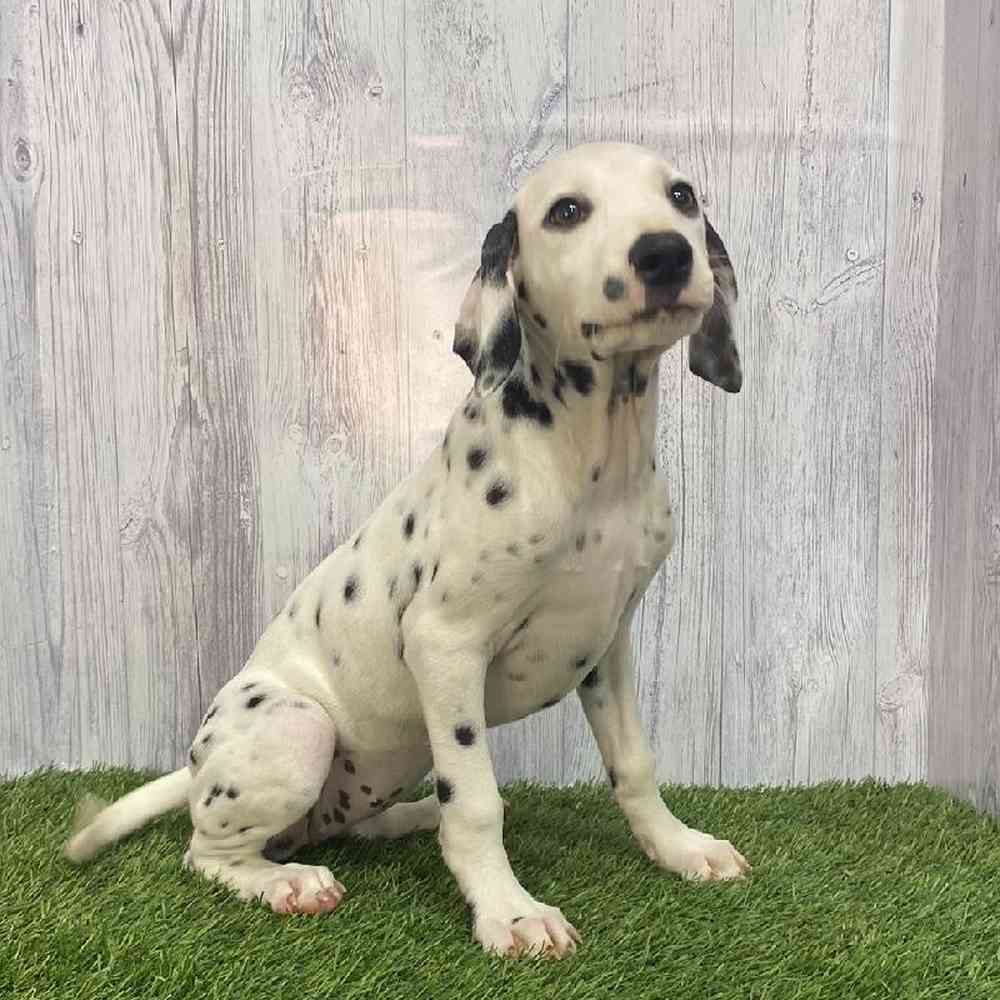 Female Dalmatian Puppy for Sale in Saugus, MA