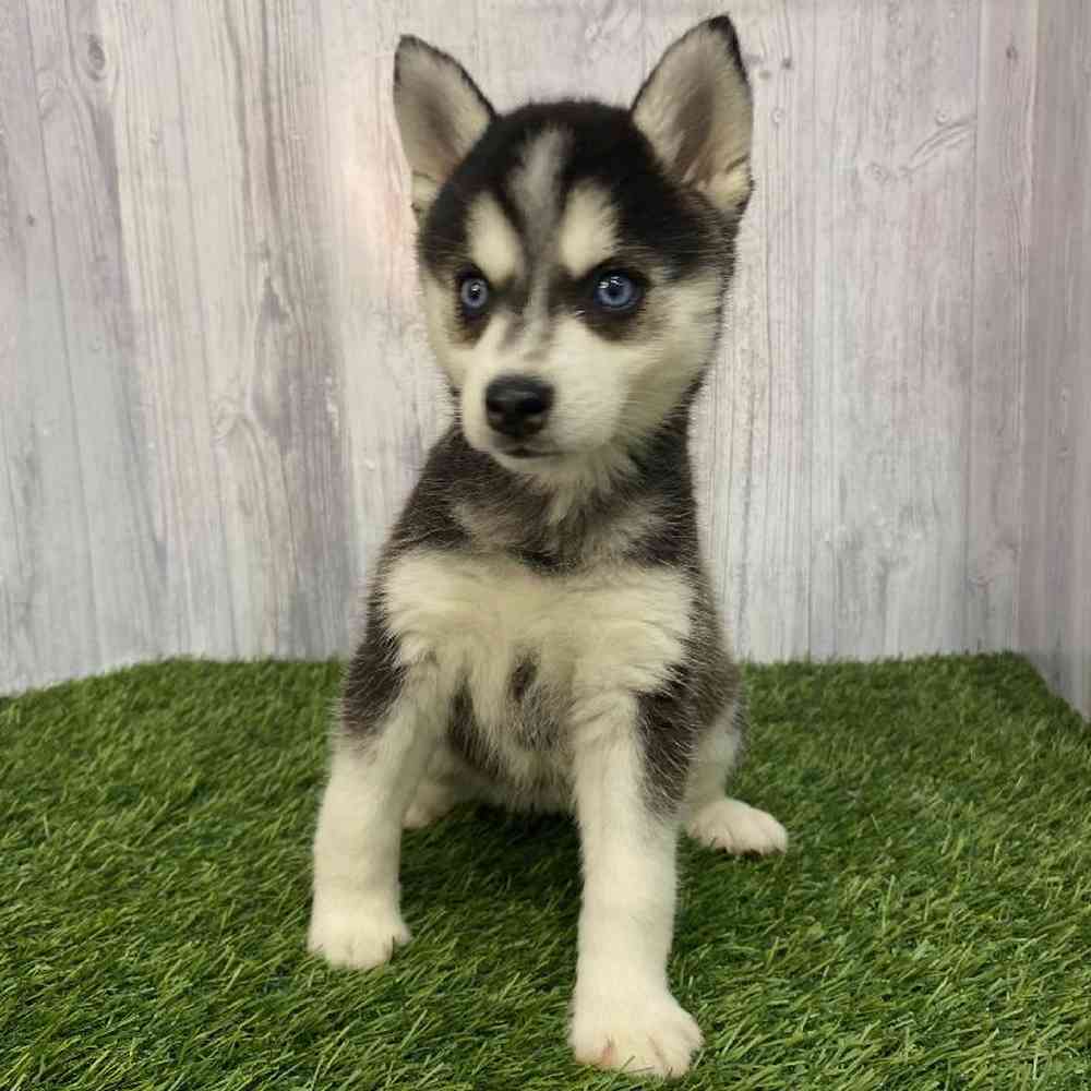 Female Alaskan Klee Kai Puppy for Sale in Saugus, MA