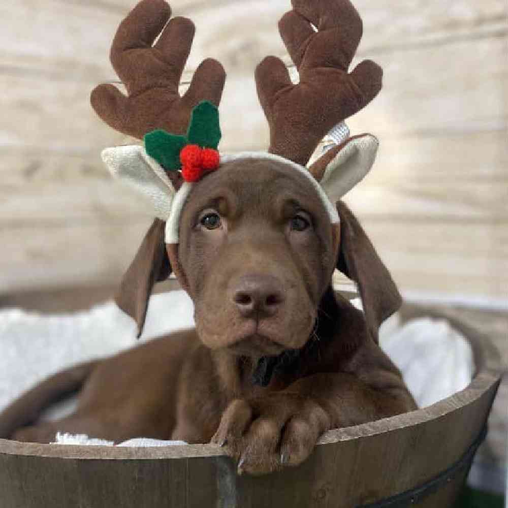 Male Labrador Retriever Puppy for Sale in Saugus, MA
