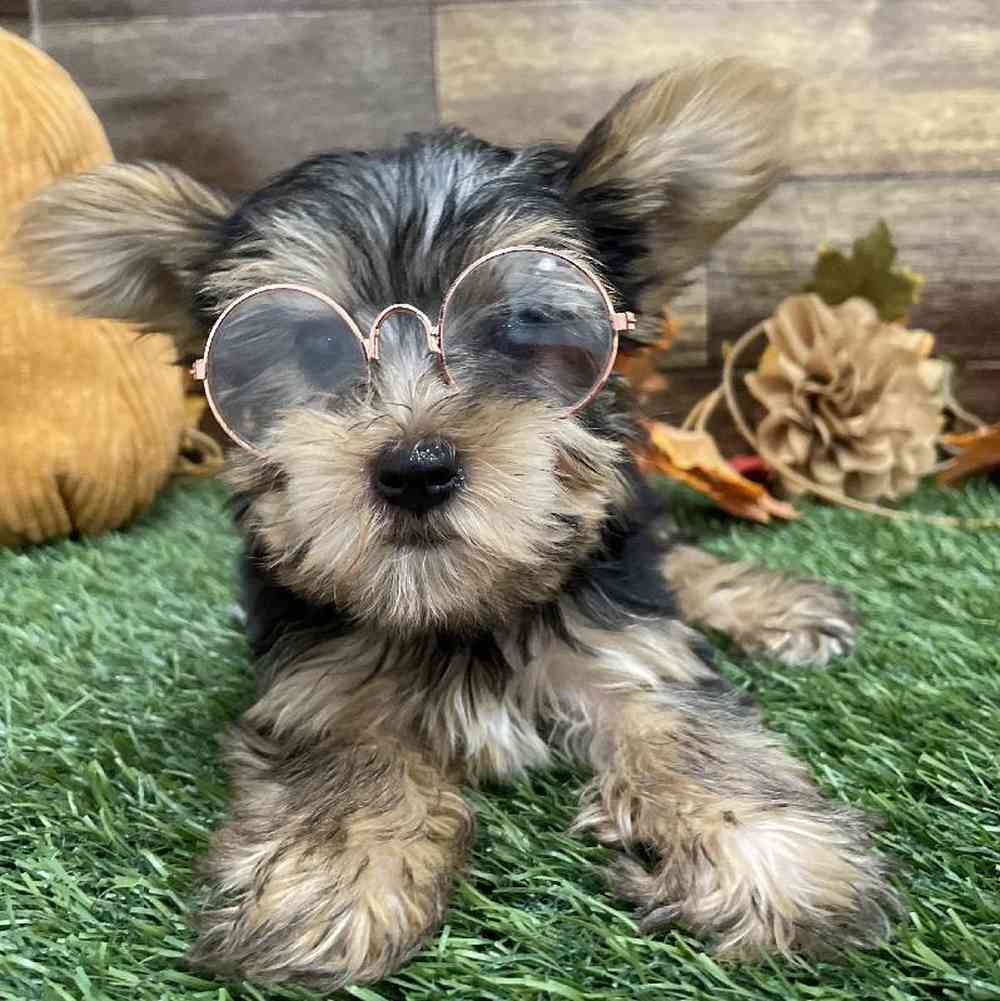 Male Yorkshire Terrier Puppy for Sale in Braintree, MA