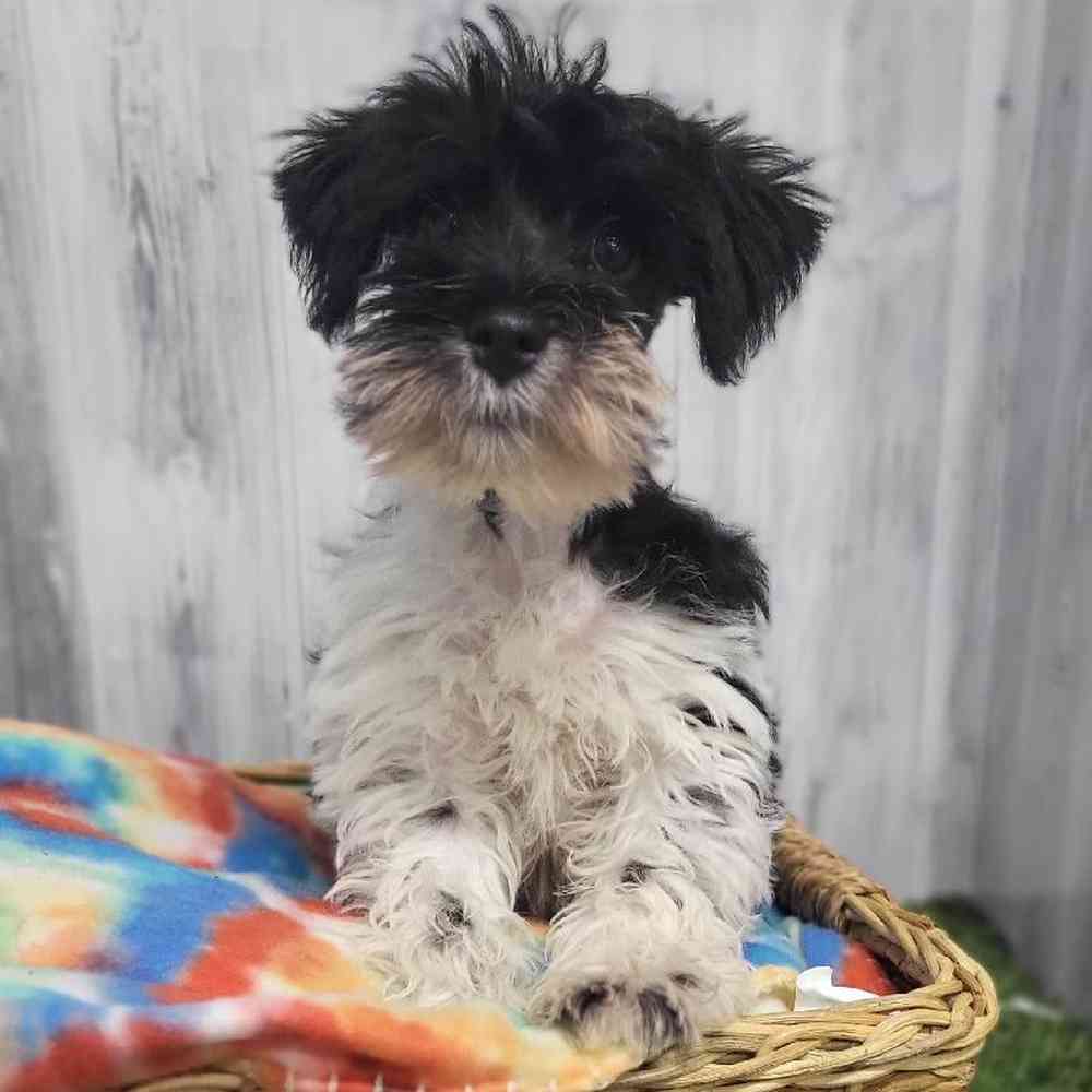 Female Miniature Schnauzer Puppy for Sale in Saugus, MA