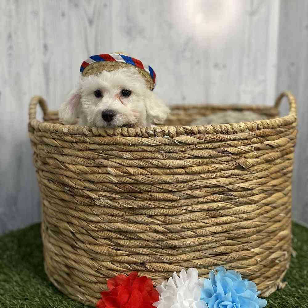 Male Bichon Frise Puppy for sale