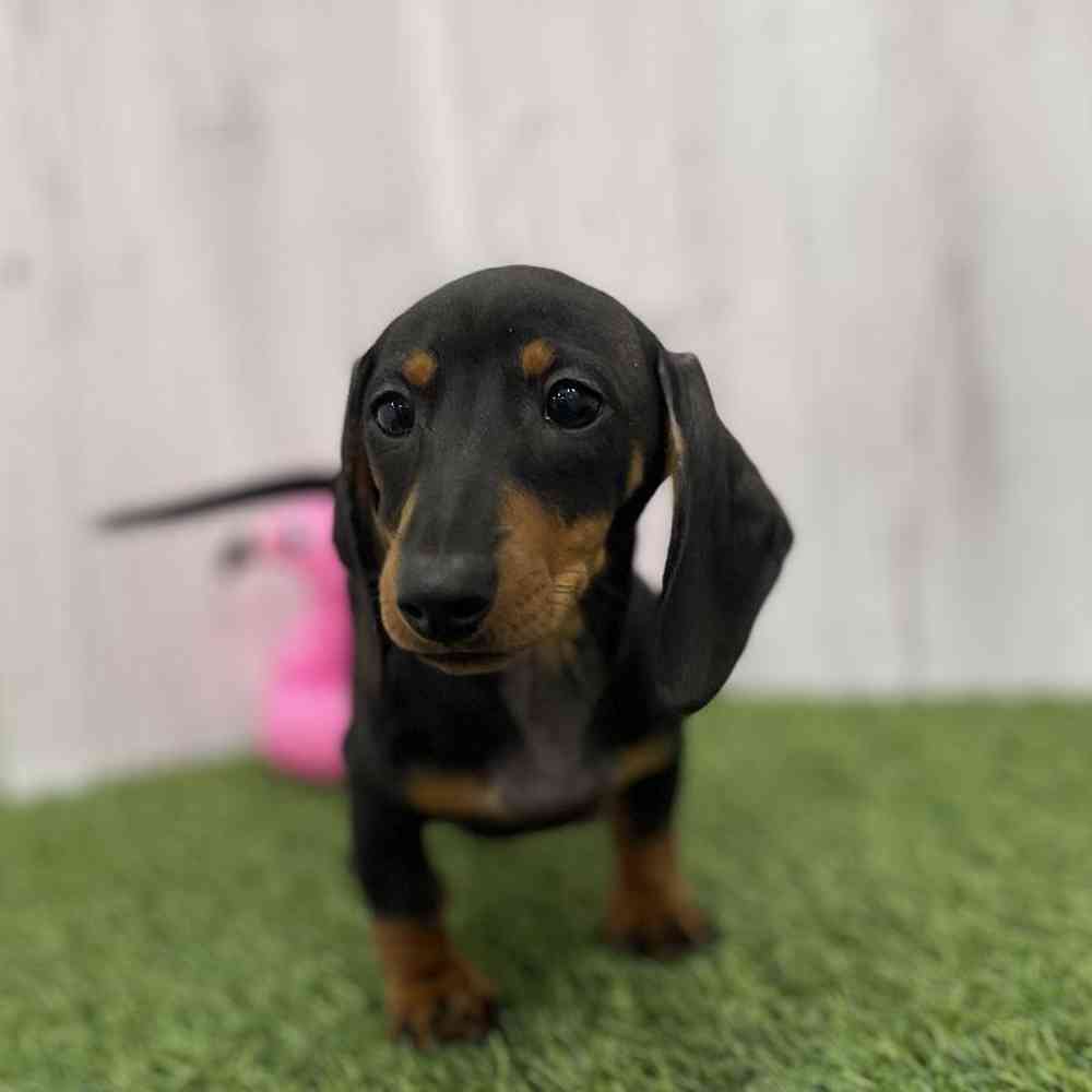 Female Dachshund Puppy for Sale in Braintree, MA
