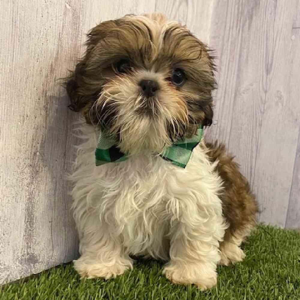 Male Shih Tzu Puppy for Sale in Saugus, MA