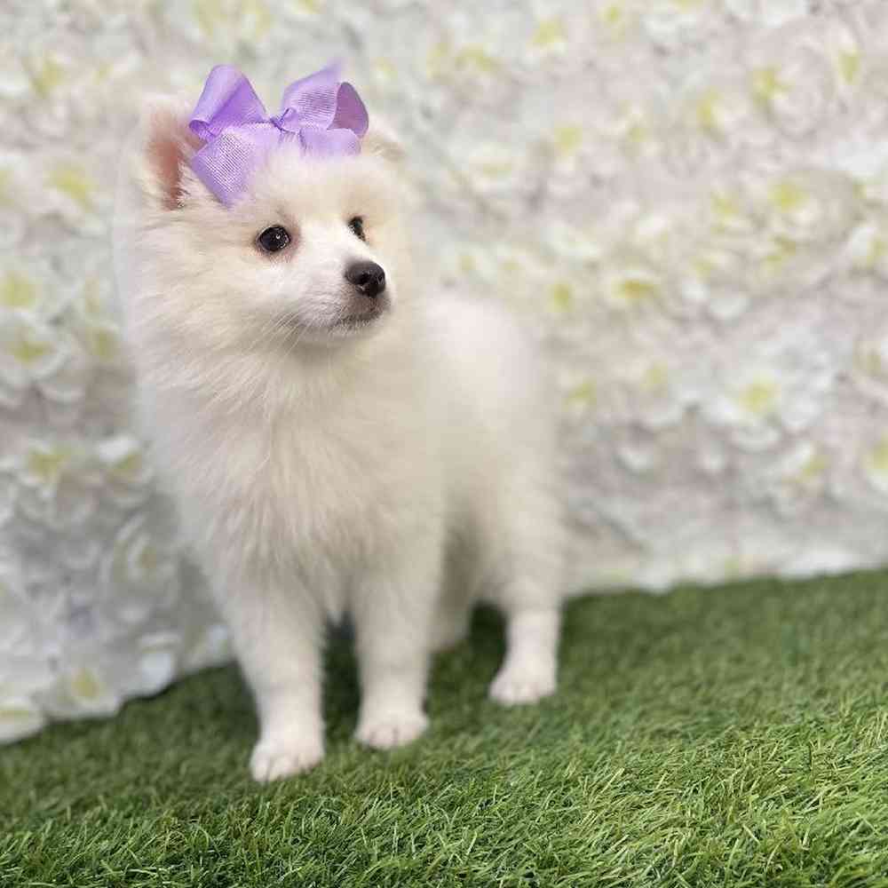 Female American Eskimo Puppy for Sale in Braintree, MA