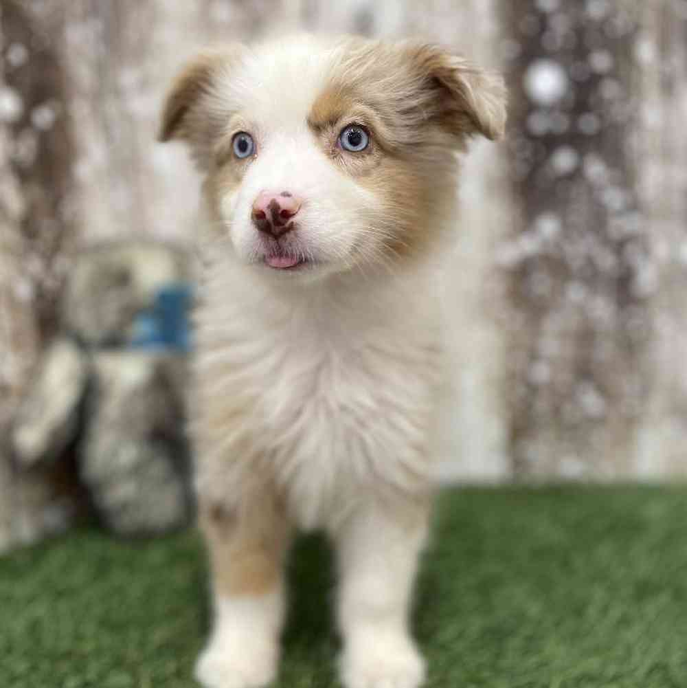 Female Miniature Australian Shepherd Puppy for Sale in Braintree, MA