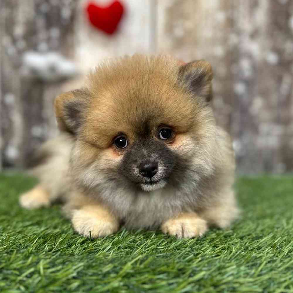 Male Pomeranian Puppy for Sale in Saugus, MA