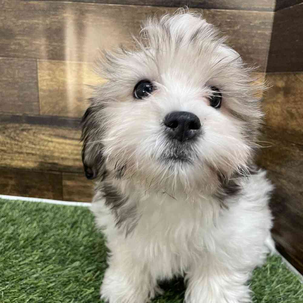 Female Teddy Bear (Zuchon) Puppy for Sale in Saugus, MA