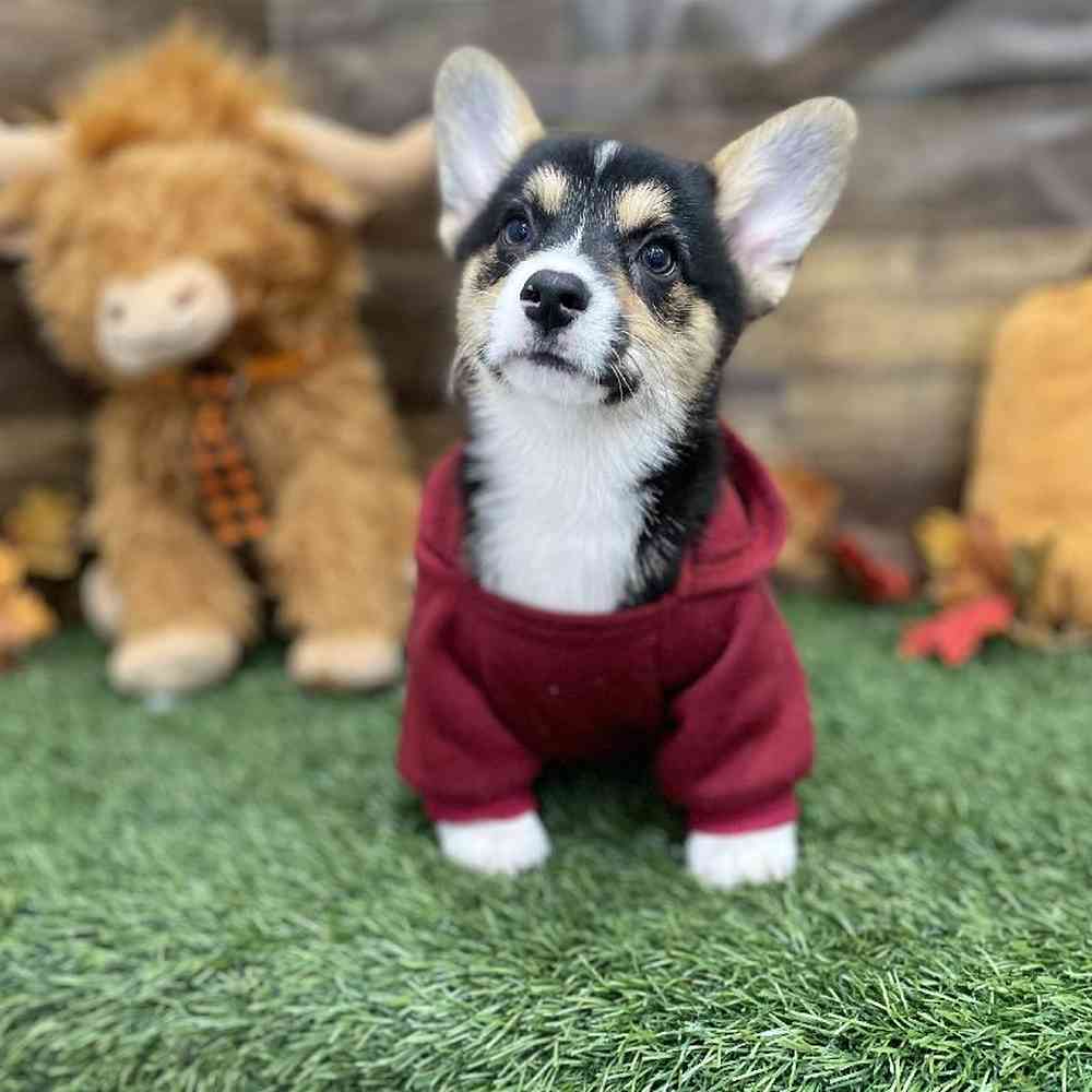 Male Pembroke Welsh Corgi Puppy for Sale in Braintree, MA