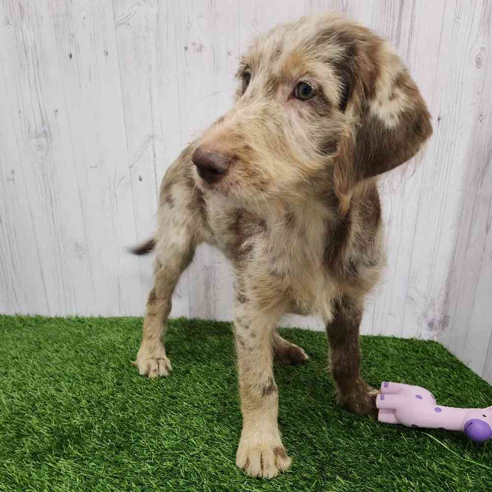 Female Labradoodle Puppy for Sale in Braintree, MA