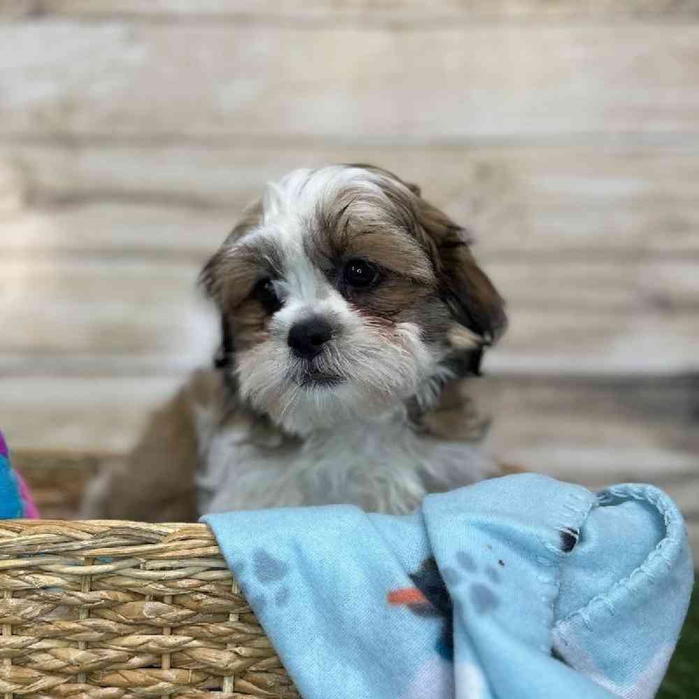 Male Teddy Bear (Zuchon) 2nd Gen Puppy for Sale in Saugus, MA
