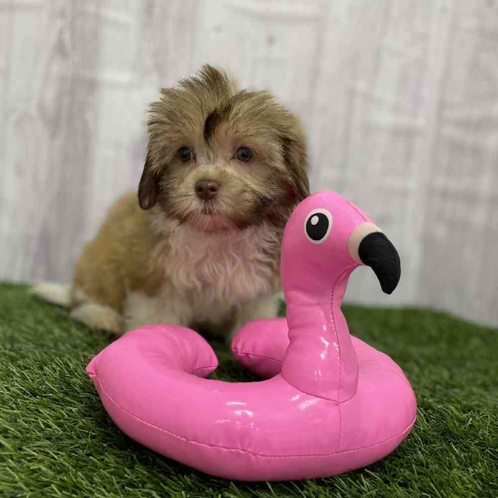 Female Havanese Puppy for Sale in Braintree, MA